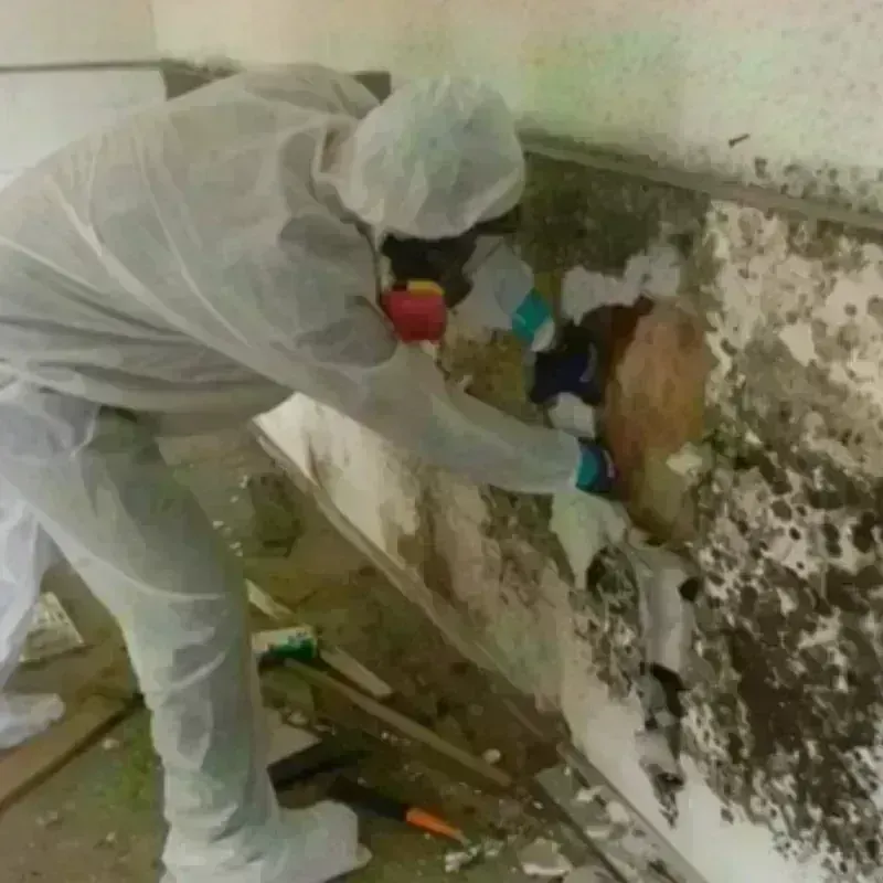 Mold Remediation and Removal in Watford City, ND